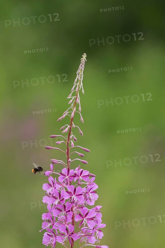 Red-tailed bumble bee