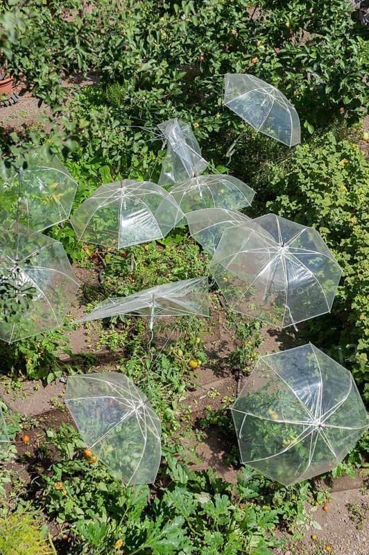 Allotment garden in the city wall moat with umbrellas as a greenhouse