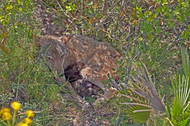 Iberian wolf