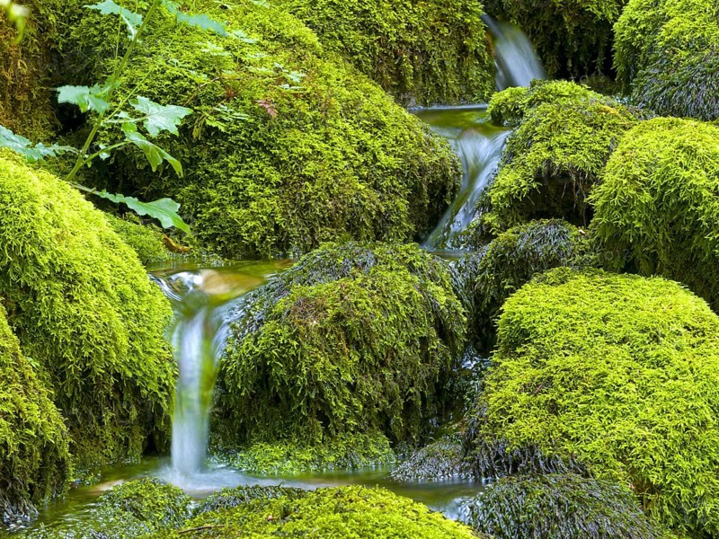 Water flowing over mossy stones