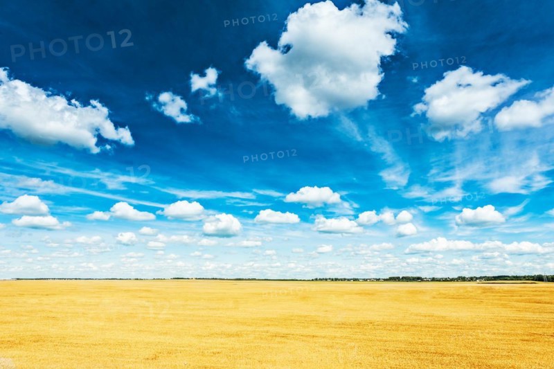 Wheat field and blue cloudy sky View from above