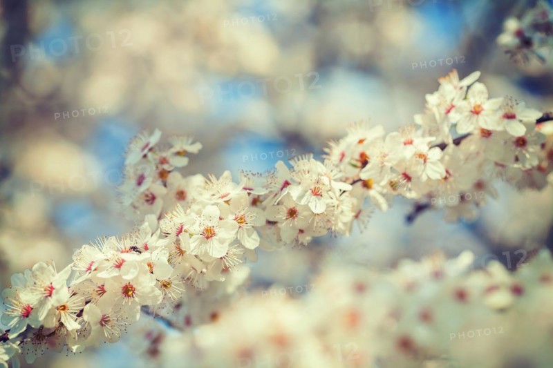 Floral background branch of blossoming cherry tree with white flowers instagram style