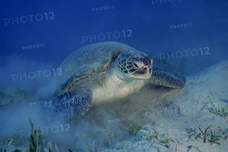 Green turtle