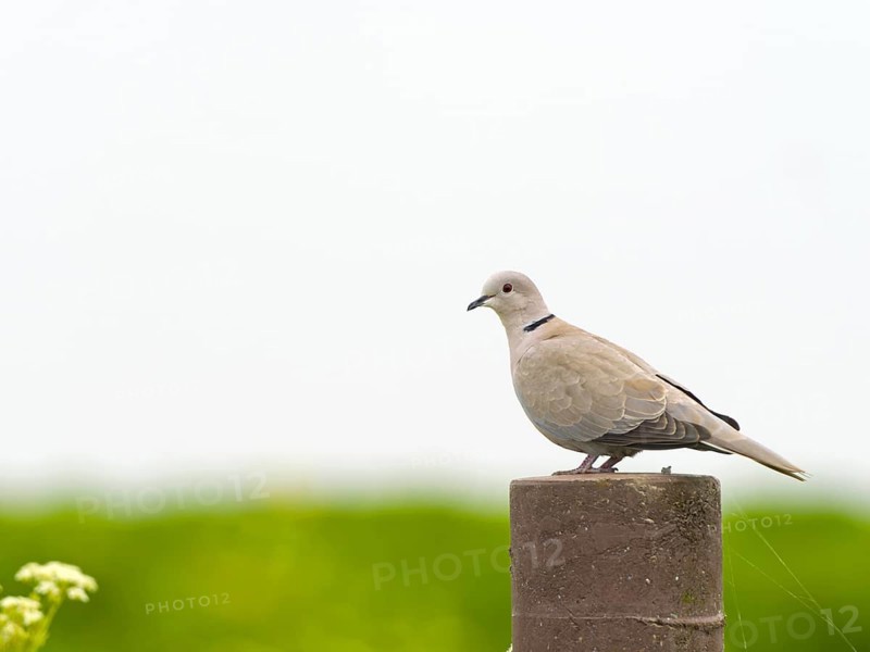 Eurasian Collared Dove