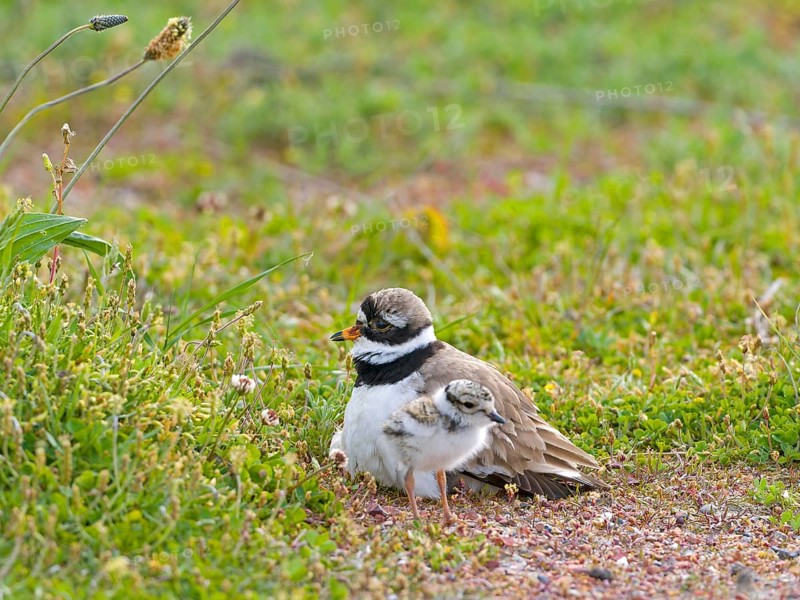 Ringed Plover