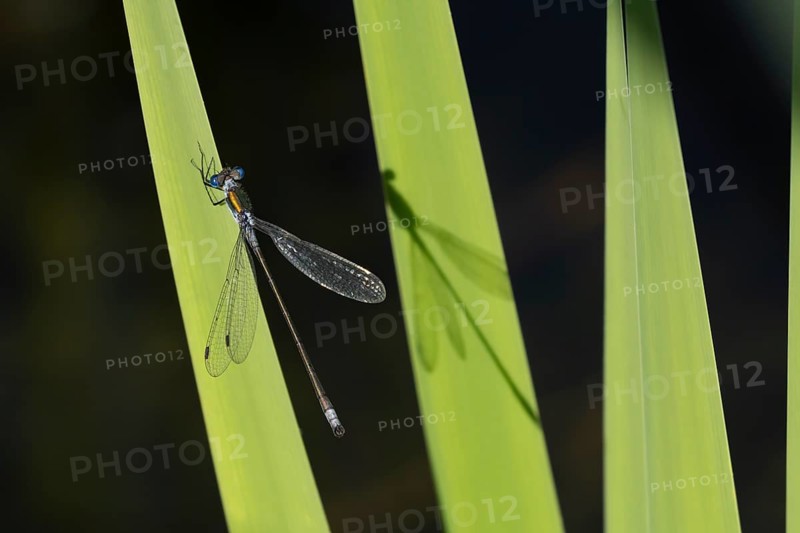 Emerald damselfly