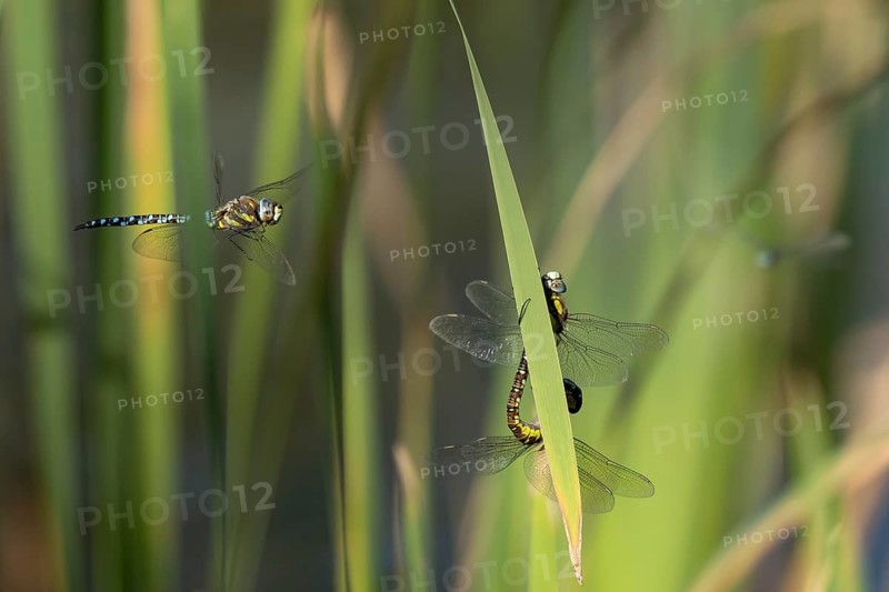 Migrant hawker