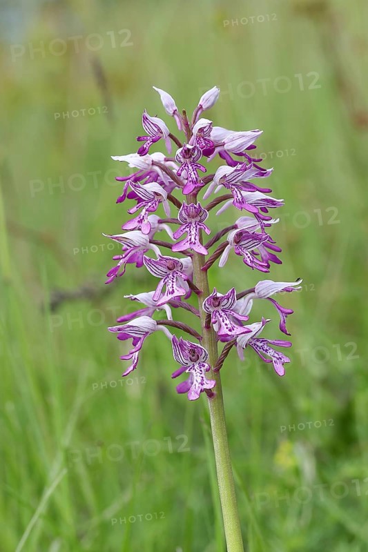 Military orchid