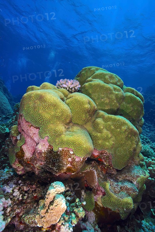 Rough brain coral