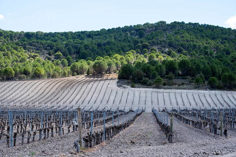 Vineyard in spring in the Ribera del Duero appellation area in the province of Valladolid in Spain