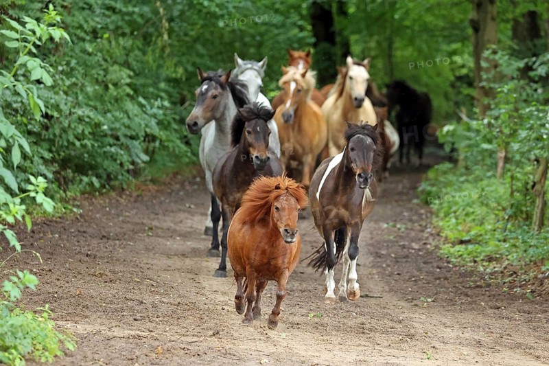 Ponies run out to pasture