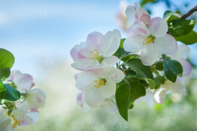 Branch of a blossoming apple tree