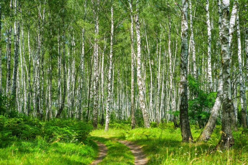 Birch forest