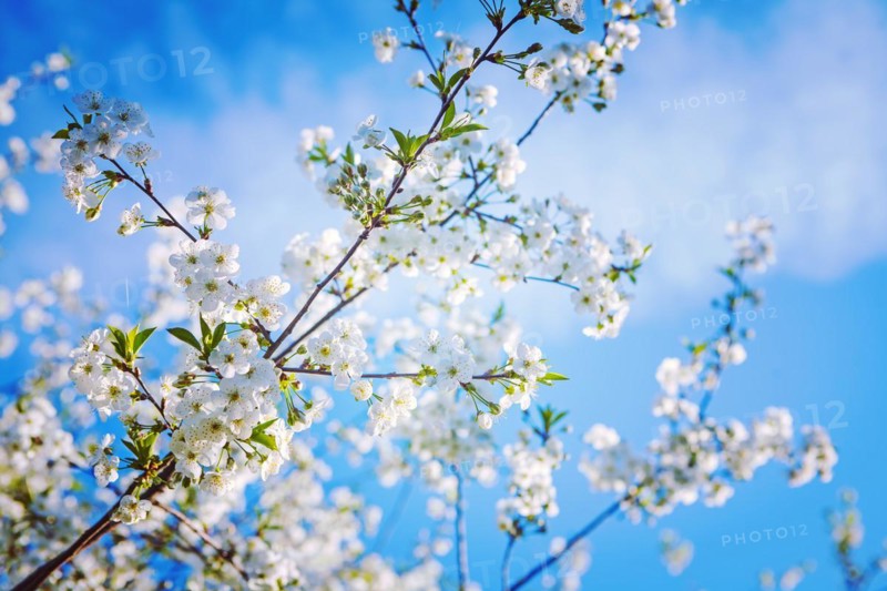 Large branch of the cherry tree in bloom insagram sttile