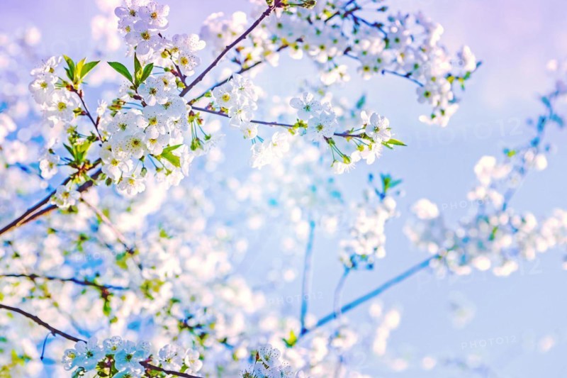 Blossoming branch of cherry tree on blurred background with abstract colours instagram style