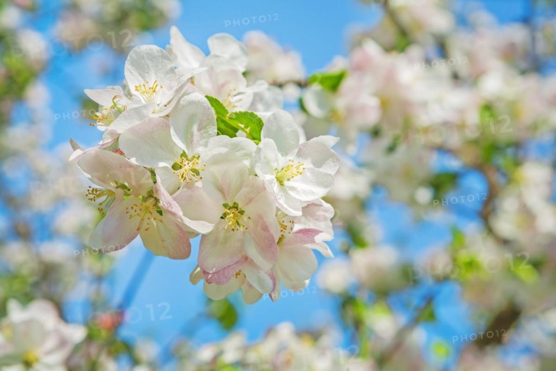 Small branch of a blossoming apple tree on a background of blurred branches