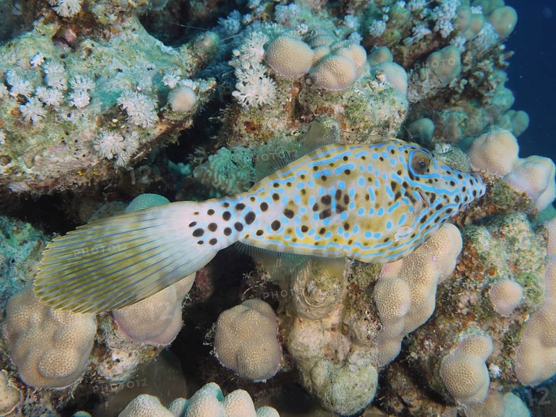 Scrawled filefish