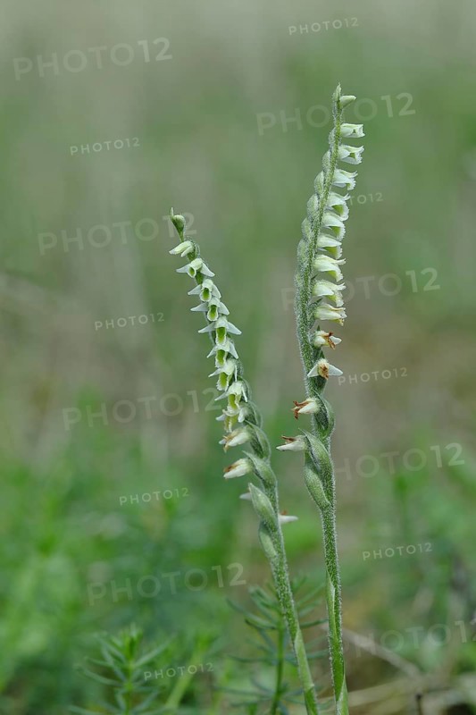 Autumn helleborine