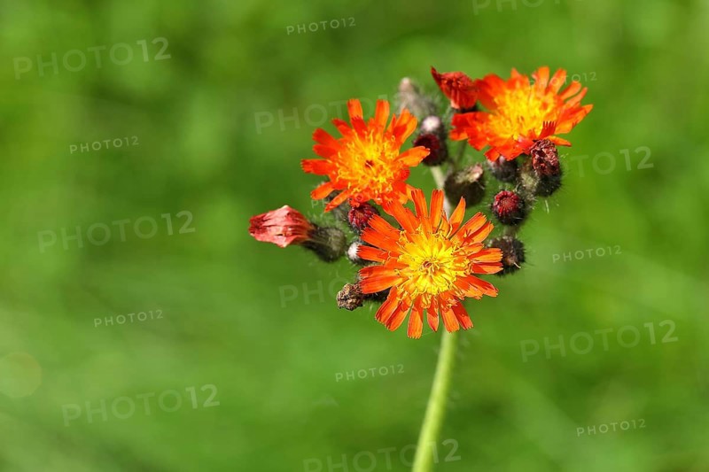 Fox-and-cubs