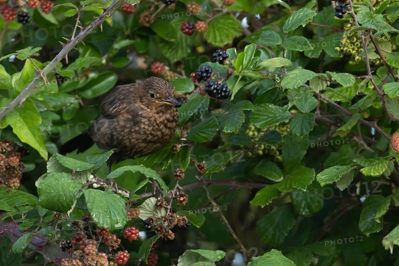 Common blackbird