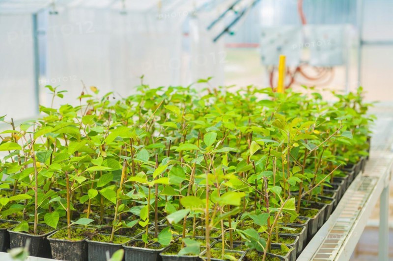 Growing of a plum tree seedlings in greenhouse