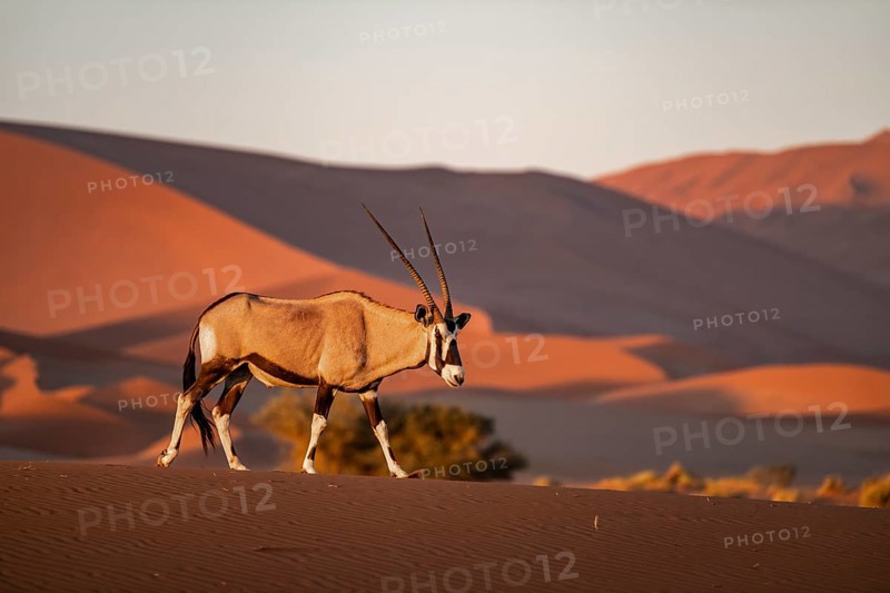 Lone oryx antelope crossing the sand dunes of the Namib Desert in the evening light