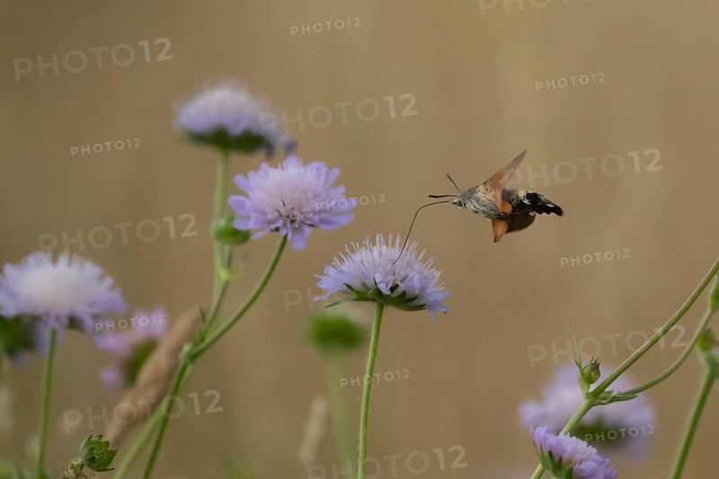 Hummingbird hawk-moth