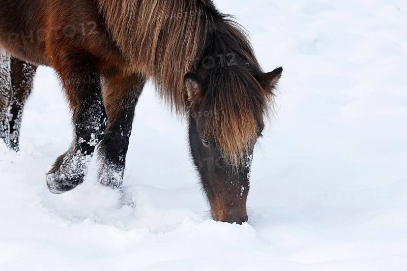 Icelandic horse