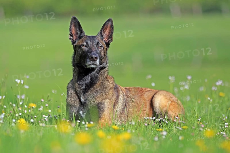 Malinois in flower meadow
