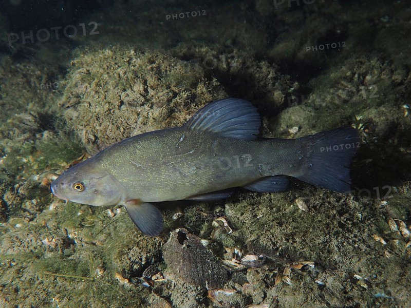 Tench