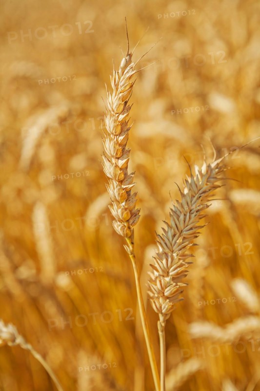 Wheat ears up close