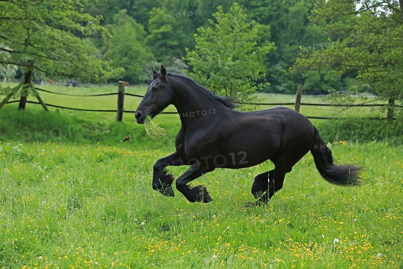 Friese