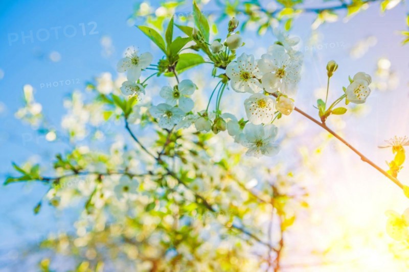 Blossom of cherry tree small branch with flovers on blurred sky background with suun instagram style