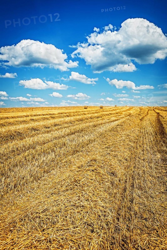 View of a harvested wheat field with a cloudy sky
