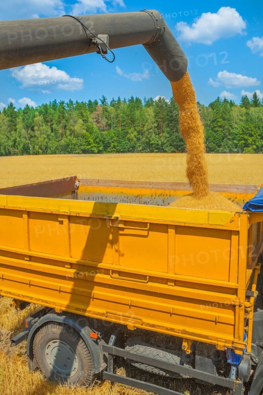 Loading wheat grains during the harvest