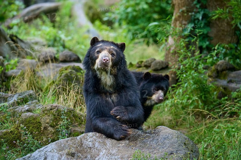 Spectacled bear