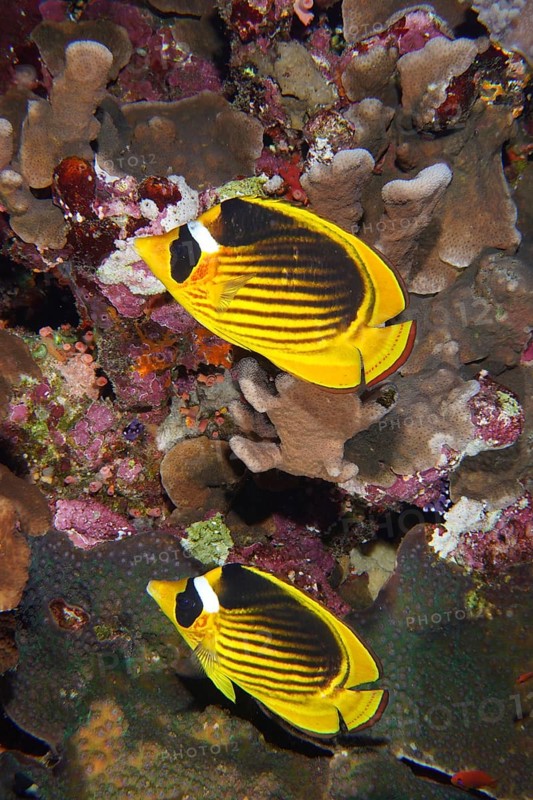 Pair of diagonal butterflyfish