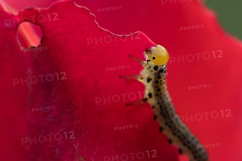 Large rose sawfly