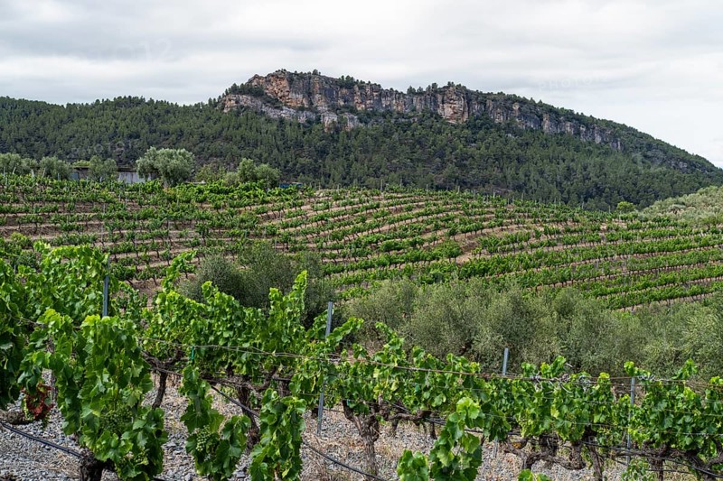Experience stunning vineyard landscapes in the Priorat wine region