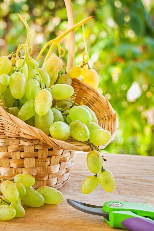 Green grape in busket on table in garden