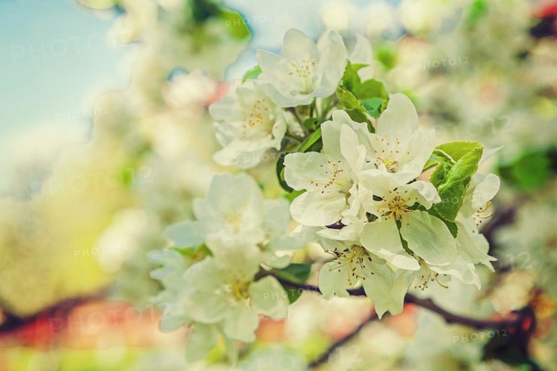 Floral background white flowers of blossoming apple tree with blurred background instagram style