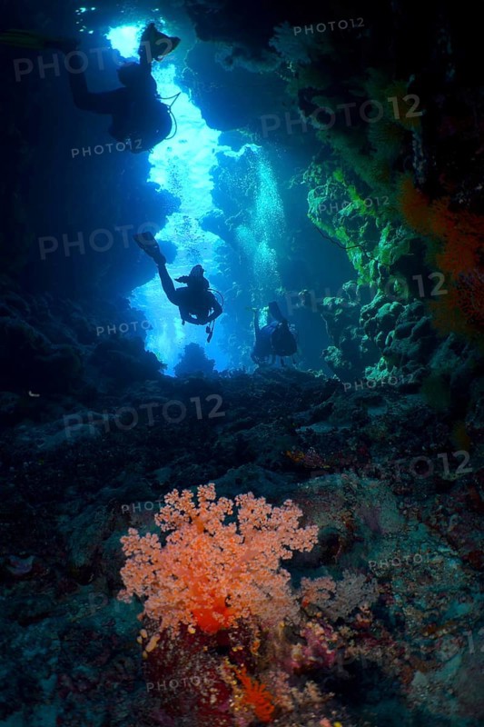 Hemprich's tree coral