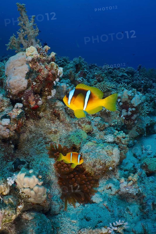 Pair of red sea clownfish