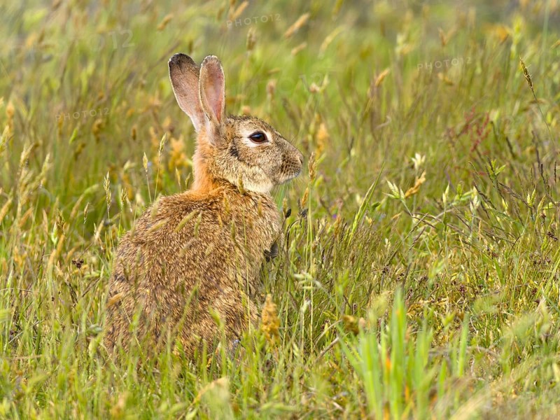 European rabbit