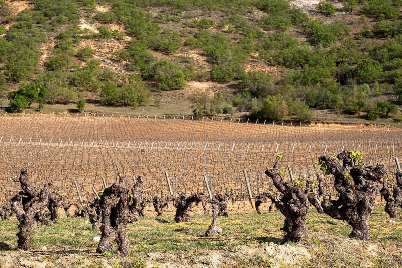 Vineyard in spring in the Ribera del Duero appellation area in the province of Valladolid in Spain