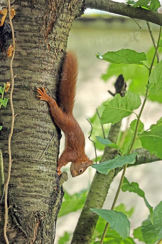 Eurasian red squirrel