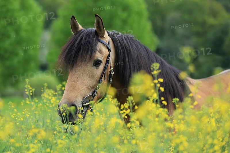 Lusitano