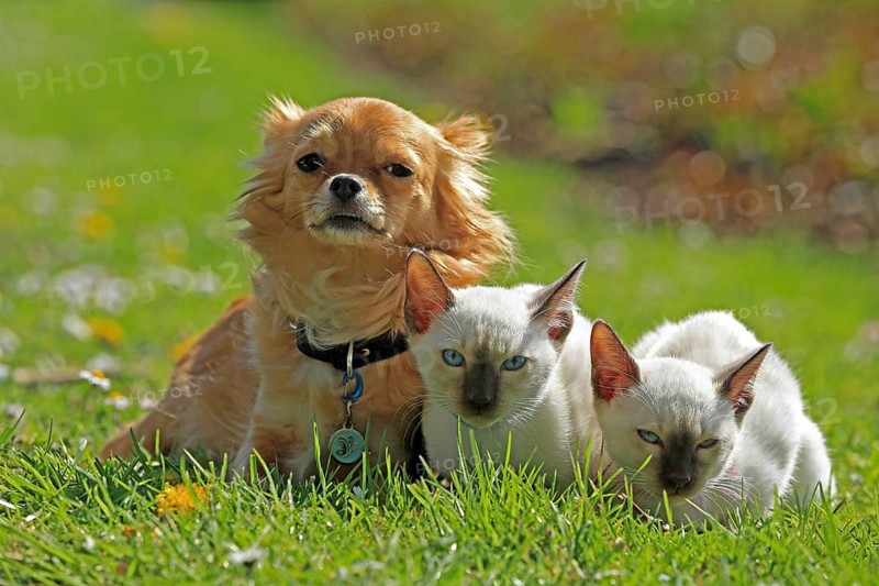 Thai cats and Chihuahua sitting