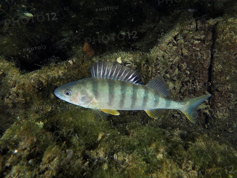 Perch