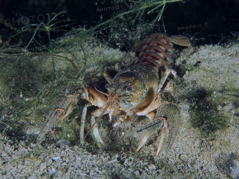 Crayfish